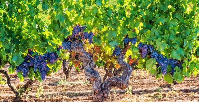 Isola a parte. I vitigni autoctoni della Sardegna, tra mare e nuraghi