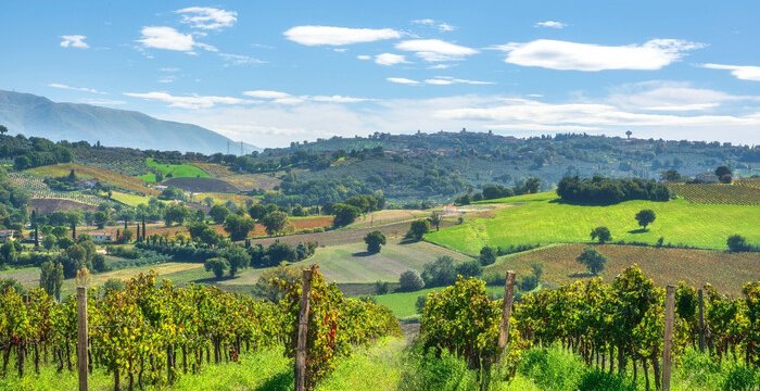 Cuore verde, uve antiche. L'Umbria e i suoi vitigni autoctoni