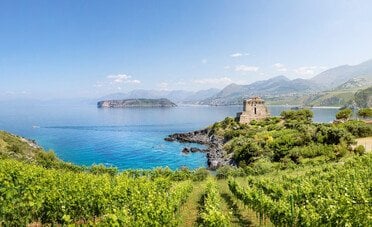 Calabria del vino: i vitigni autoctoni che raccontano la Magna Grecia