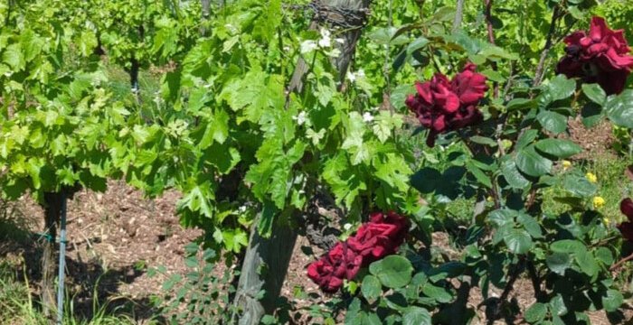 Vino biologico, biodinamico o naturale? Le differenze, spiegate bene