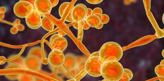 Fungo killer Candida auris, primo caso in Italia: cos'è, come si prende e tasso di mortalità