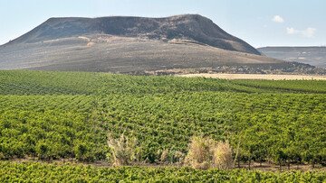 Lava, vento, rabbia e amore. La Sicilia nel calice che non ti aspetti