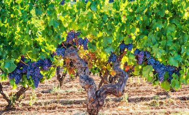 Isola a parte. I vitigni autoctoni della Sardegna, tra mare e nuraghi