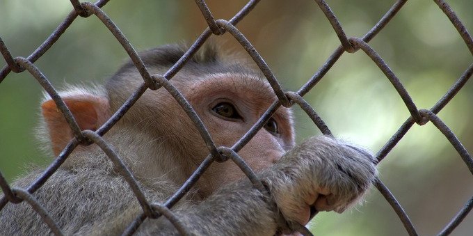 Vaiolo delle scimmie: cos'è, sintomi e come si trasmette