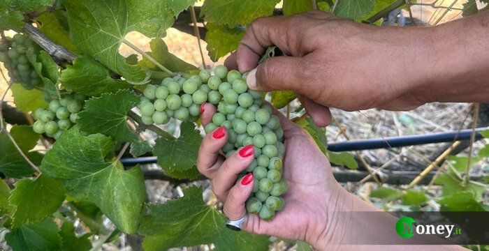 Il vino non fa male (se lo bevi responsabilmente)