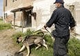 Agricoltura, intensificati i controlli dei Carabinieri. Ecco a cosa stare attenti