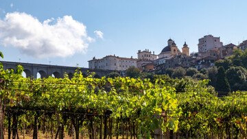 Lazio, terra di rinascite: i vitigni autoctoni che stanno cambiando il volto del vino regionale