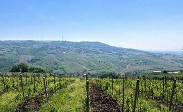 Dalla festa per Sal Da Vinci ai vini del vulcano. I vitigni autoctoni della Campania