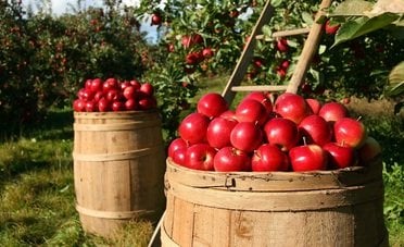 Bonus agricoltura 2026, in arrivo 32.000 euro per questi lavori