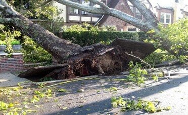 Riceve una multa per aver tagliato gli alberi che ostruivano la vista sul mare da casa sua	