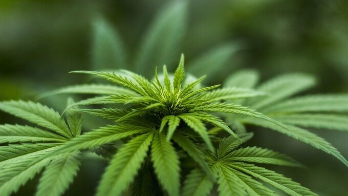Legalizzazione cannabis, la Francia si prepara