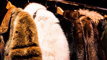 Divieto pellicce animali in Italia dal 1° gennaio: cosa prevede la Legge di Bilancio 2022