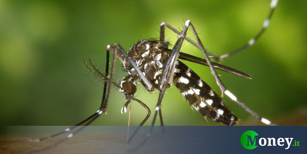“Half the population is at risk,” that’s the mosquitos to watch out for