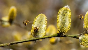 Allergie di primavera: sintomi, durata e rimedi naturali