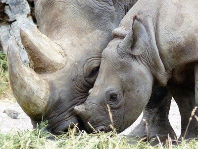 Cos'è e quanto vale Rhino-bond, il primo bond per la protezione degli animali
