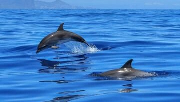 Uccisi 1.500 delfini alle isole Faroe: cosa è successo?