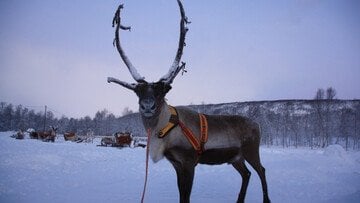 Offerte di lavoro in Lapponia per Natale 2026, cercano assistenti e autisti. Alloggio e viaggio pagati