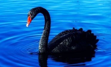 Il cigno nero che potrebbe far crollare le Borse non arriva dalla Terra