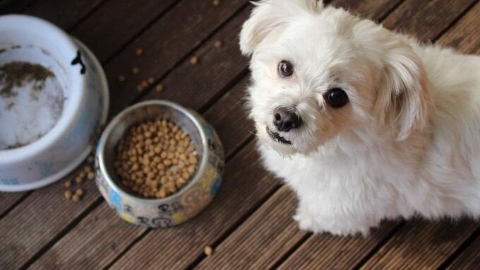 Cibo per cani richiamato per rischio intossicazione: l'allarme FDA 