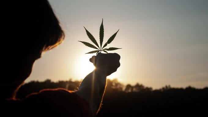 Basta proibizionismo complice della malavita: guardiamo ai vantaggi della legalizzazione della cannabis