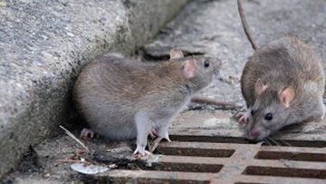 Topi cannibali e più aggressivi per colpa del lockdown: nuova piaga negli USA