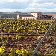 Vitigni dell'Emilia-Romagna: il viaggio tra i grandi vini di una regione sorprendente