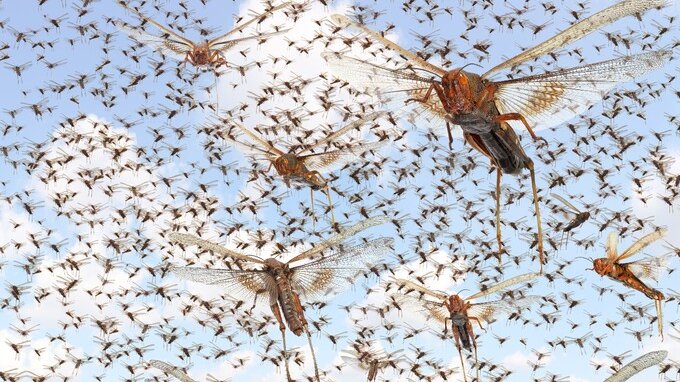 Invasione di cavallette in Italia: richiesto stato di calamità naturale