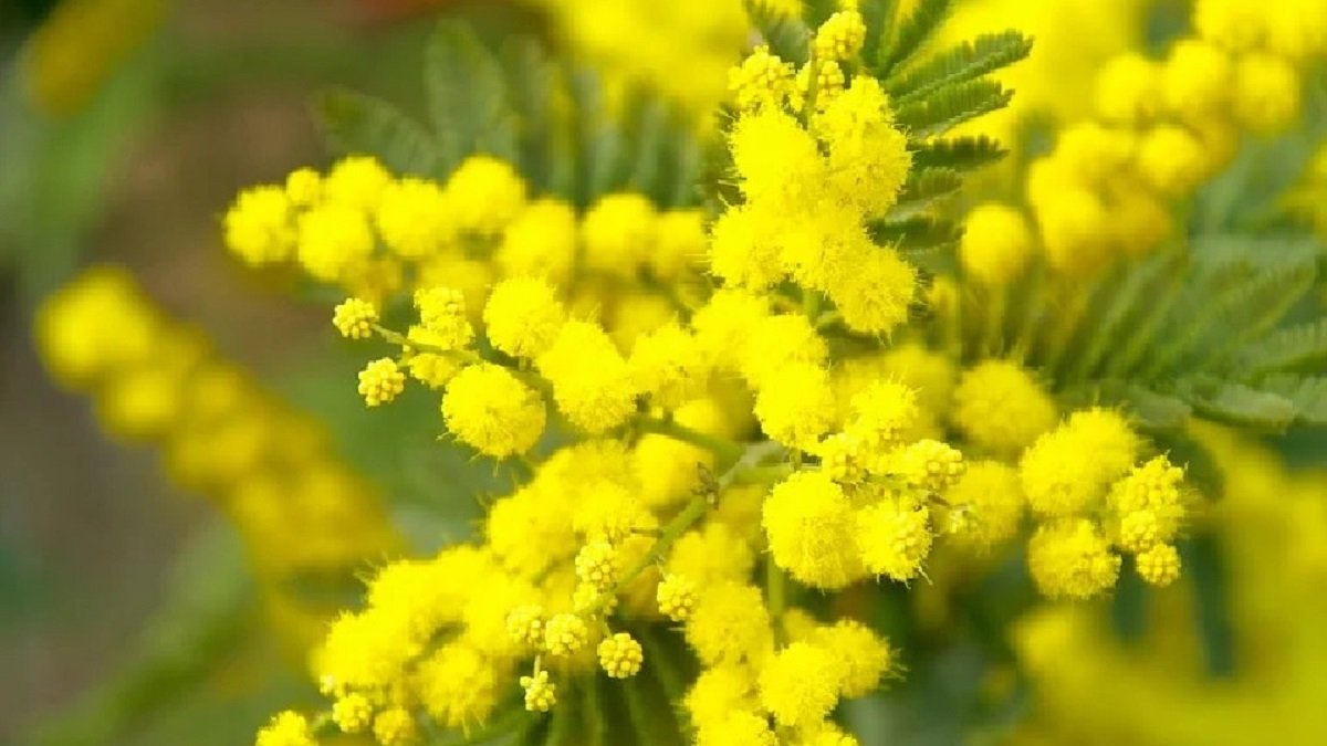 Cosa Si Festeggia L 8 Marzo 8 marzo, cosa si festeggia? Origini e significato della Festa della donna