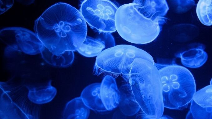 Allarme meduse in Italia: vi spieghiamo il perché e quanto durerà