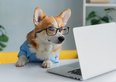 Si può portare il cane in ufficio?