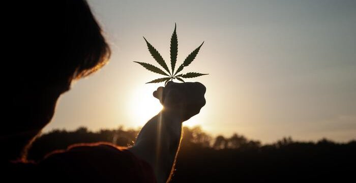 Basta proibizionismo complice della malavita: guardiamo ai vantaggi della legalizzazione della cannabis