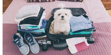 Portare in aereo cane e gatto: come fare e documenti necessari