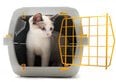 Quanto costa mantenere un gatto? Tutte le spese da considerare