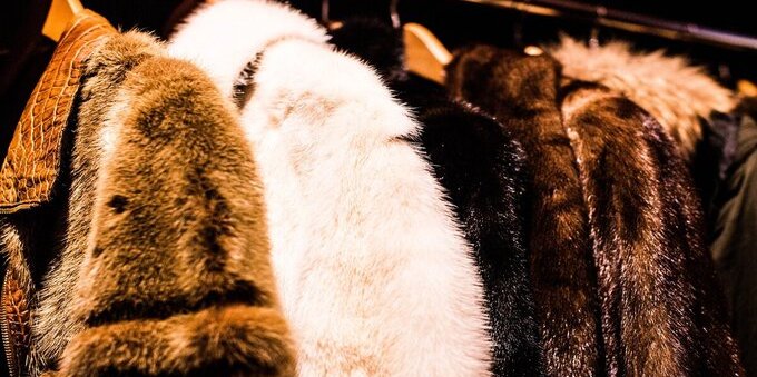 Divieto pellicce animali in Italia dal 1° gennaio: cosa prevede la Legge di Bilancio 2022