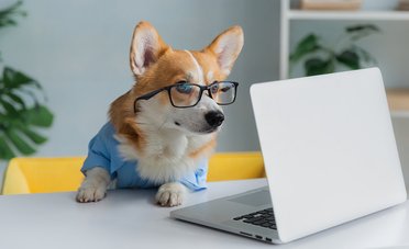 Si può portare il cane in ufficio?