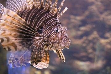 Pesce scorpione in Italia, dove si trova e quanto è pericoloso