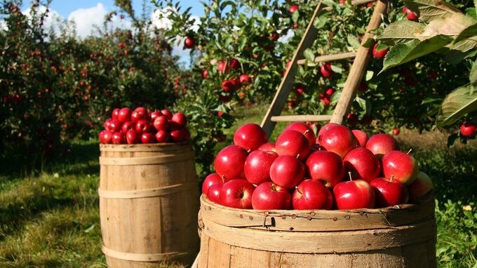 Contributi a fondo perduto fino a 400.000 euro per queste imprese agricole