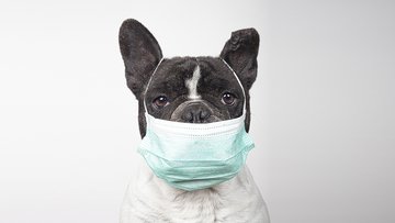 Uscire con il cane in zona arancione e rossa: regole, orari e quante volte si può