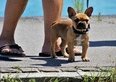Le spiagge più belle e adatte agli animali in Italia