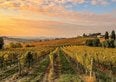 Bonus agricoltura fino a 125.000 euro, c'è tempo fino al 21 ottobre