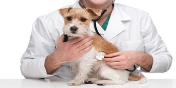 Detrazioni spese veterinarie, aumenta il tetto massimo in Legge di Bilancio 2020