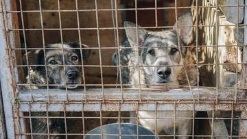 Bonus 400 euro per chi adotta un cane: ecco dove e a quali condizioni