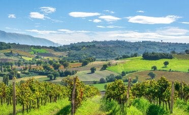 Cuore verde e uve antiche. L'Umbria e i suoi vitigni autoctoni