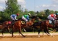 Quanto costa un cavallo? Prezzi d'acquisto e costi di gestione