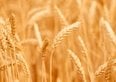 Il grano arretra dai massimi dopo l'apertura diplomatica sul Mar Nero, ma l'export ucraino resta ai minimi