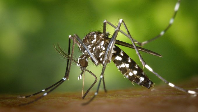 Allarme zanzara giapponese in Italia: perché è pericolosa