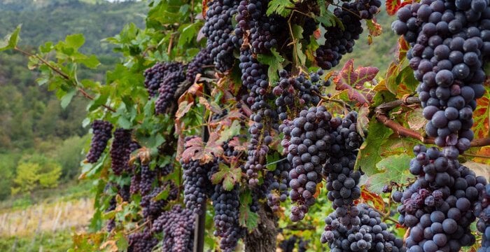 Abruzzo autentico: i vitigni autoctoni tra montagna e mare