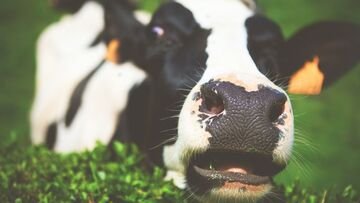 Sai perché in Europa hanno tassato mucche e maiali?