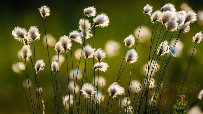 Cotone, qualcosa si muove sul grafico. Perché i segnali non coincidono?