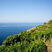 I vitigni autoctoni della Liguria da degustare durante il Festival di Sanremo